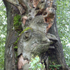 Baum