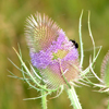 Distelblüte